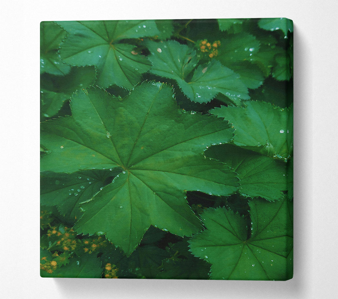  A Canvas Print of Emerald Dewy Leaf Canvas Print