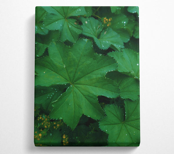  A Canvas Print of Emerald Dewy Leaf Canvas Print