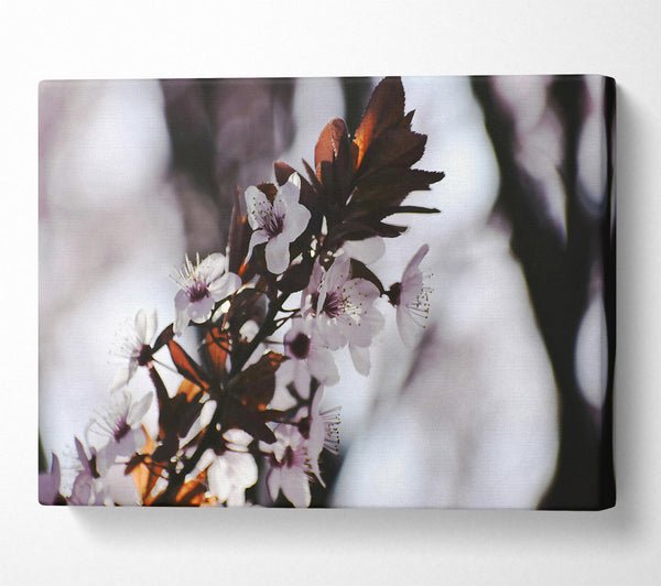  A Canvas Print of Brown And White Bloom Canvas Art
