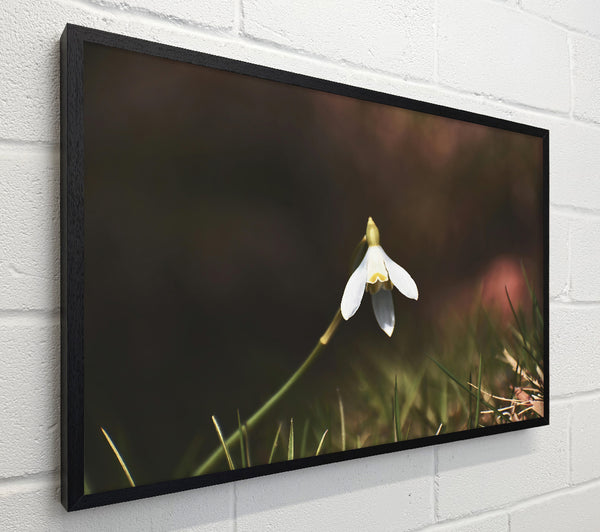 White Flower In Green Grass