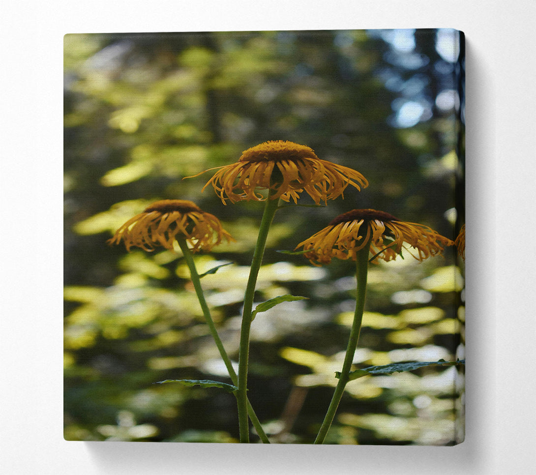  A Canvas Print of Golden Forest Blooms Canvas Print
