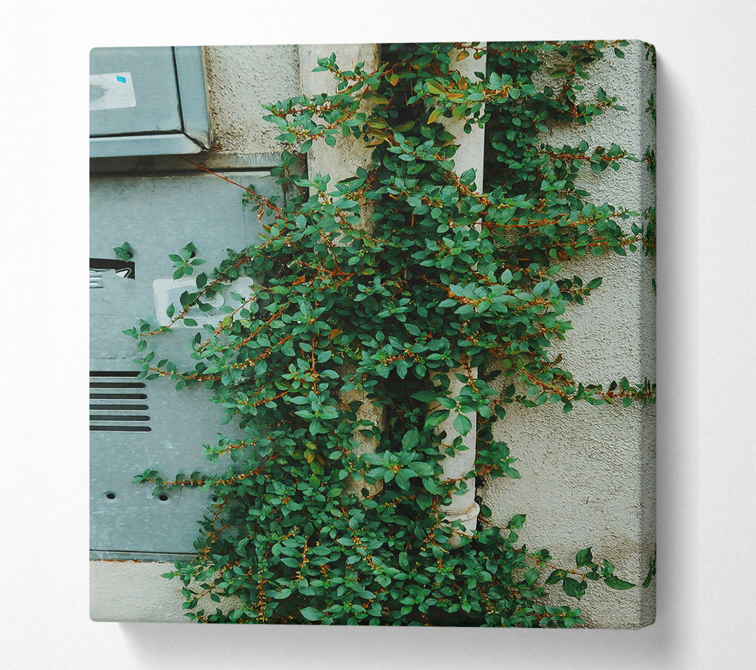  A Canvas Print of Green Vines On White Wall Canvas Print