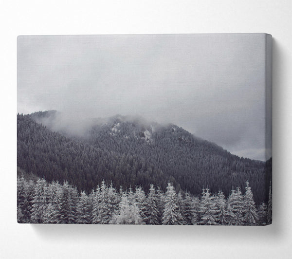 White Foggy Pines Canvas Print