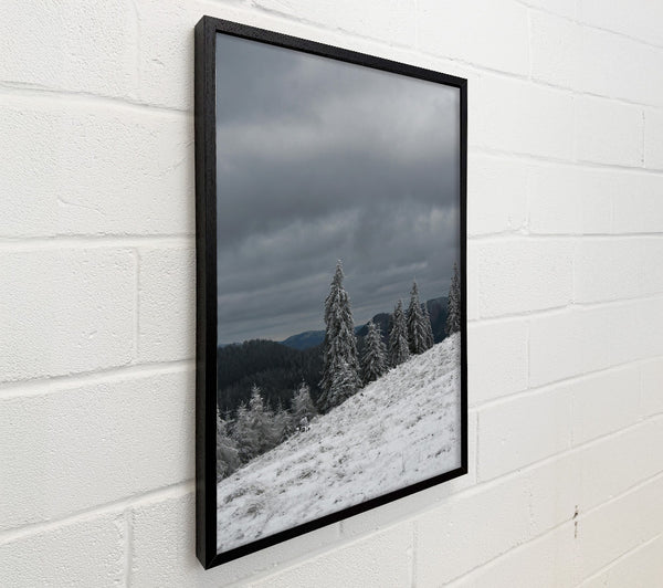 White Frosted Pines