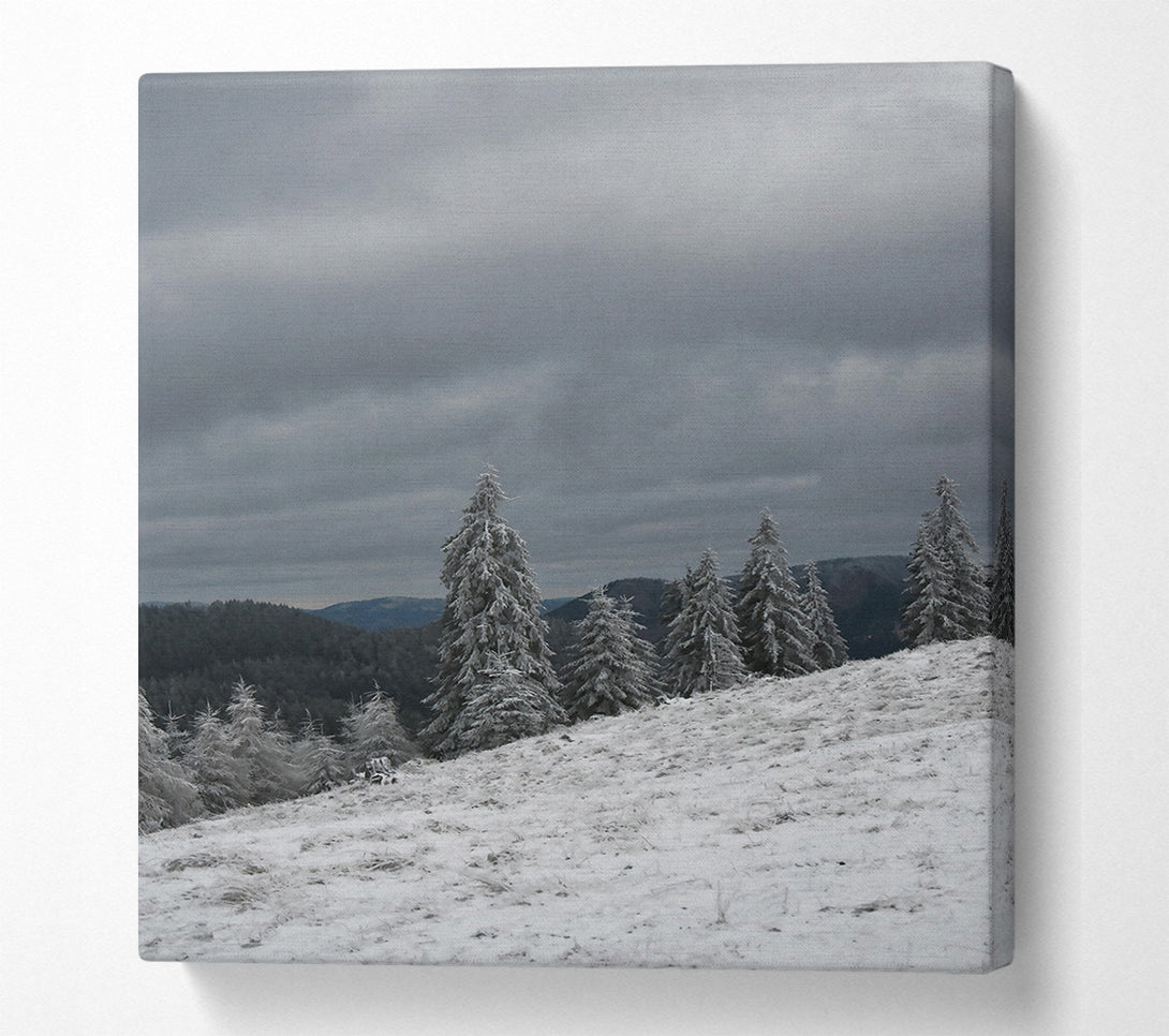  A Canvas Print of White Frosted Pines Canvas Wall Art