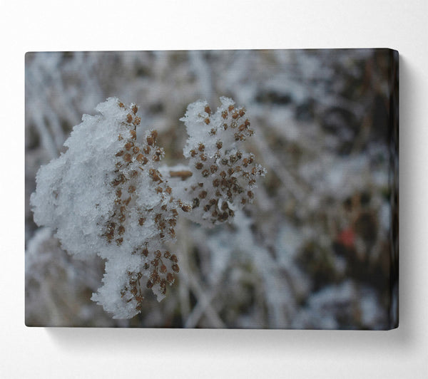  A Canvas Print of White Frost On Brown Sprigs. Canvas Print