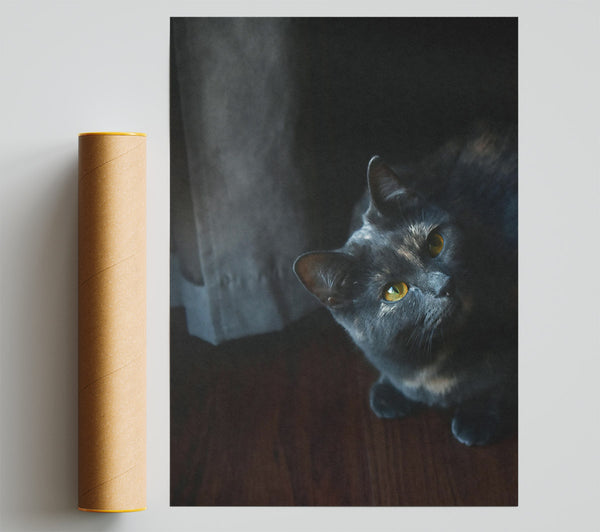 Grey Eyes, Golden Gaze Giclee Print