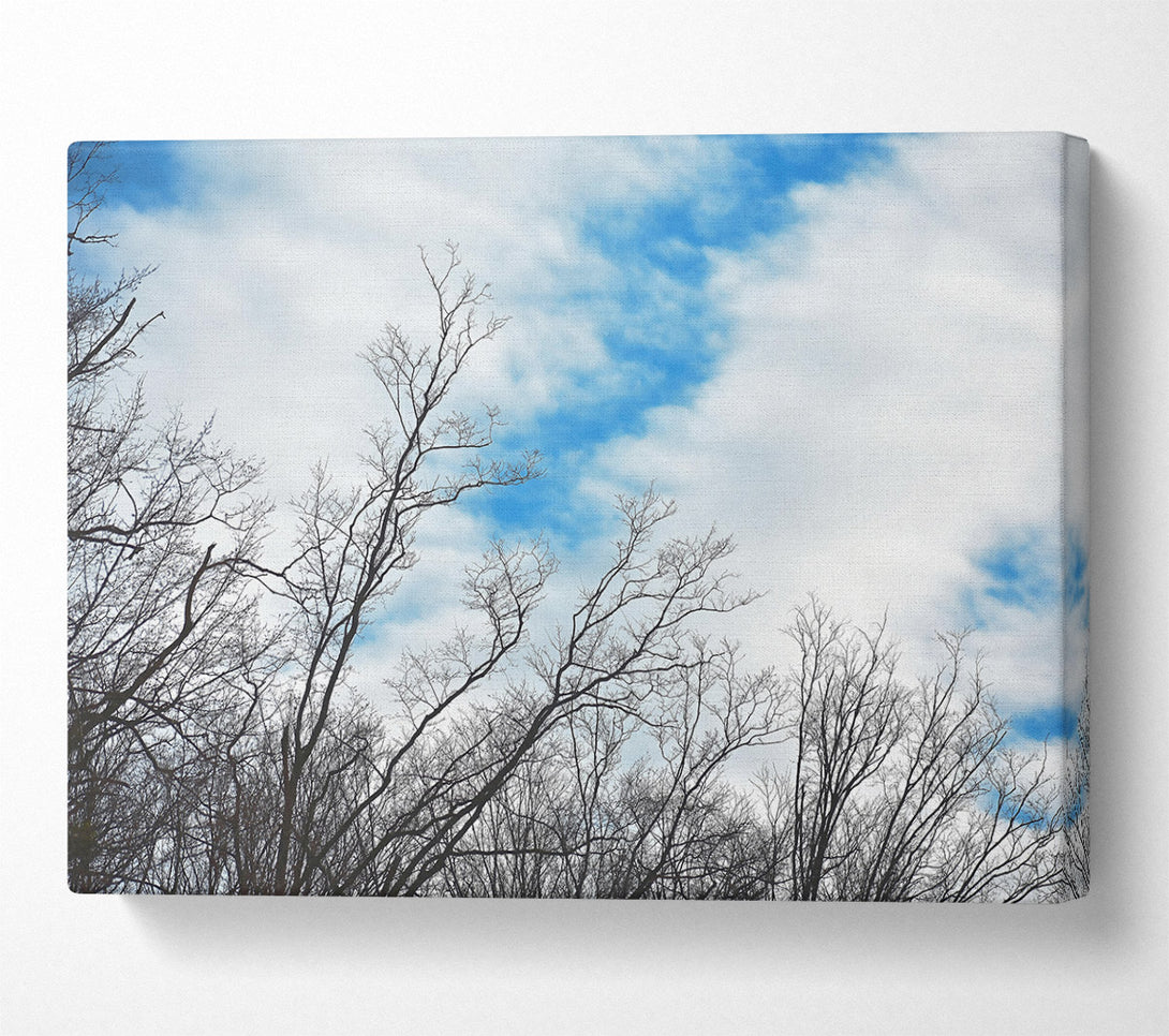  A Canvas Print of Blue Sky Branches Canvas Print