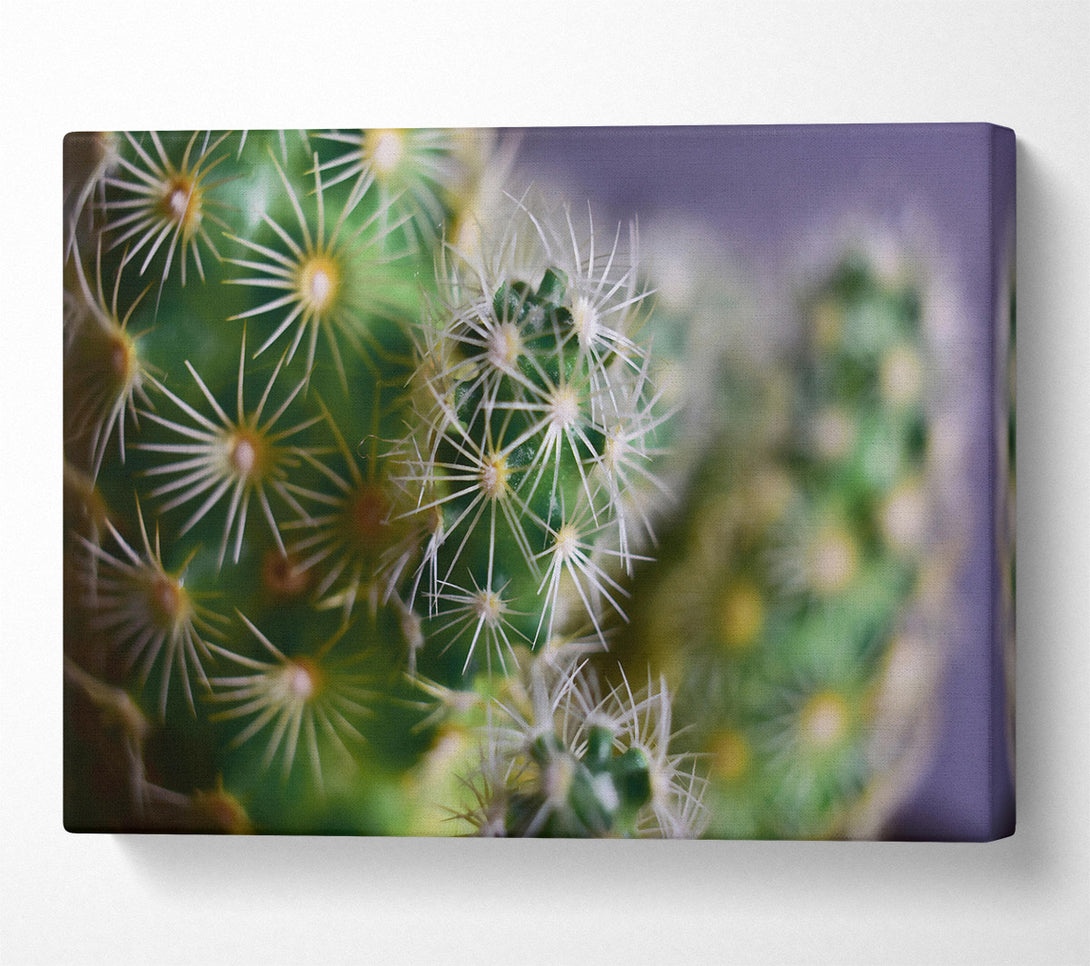  A Canvas Print of Green Prickly Clusters Canvas Art