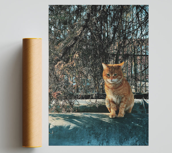 Orange Cat In Shadows Print