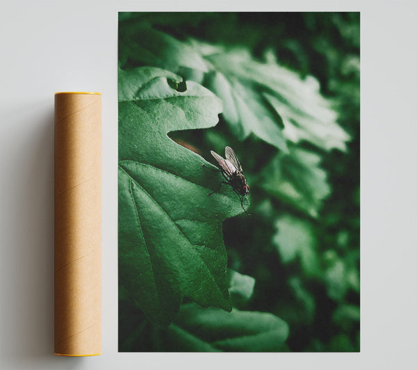 Emerald Fly Resting Poster
