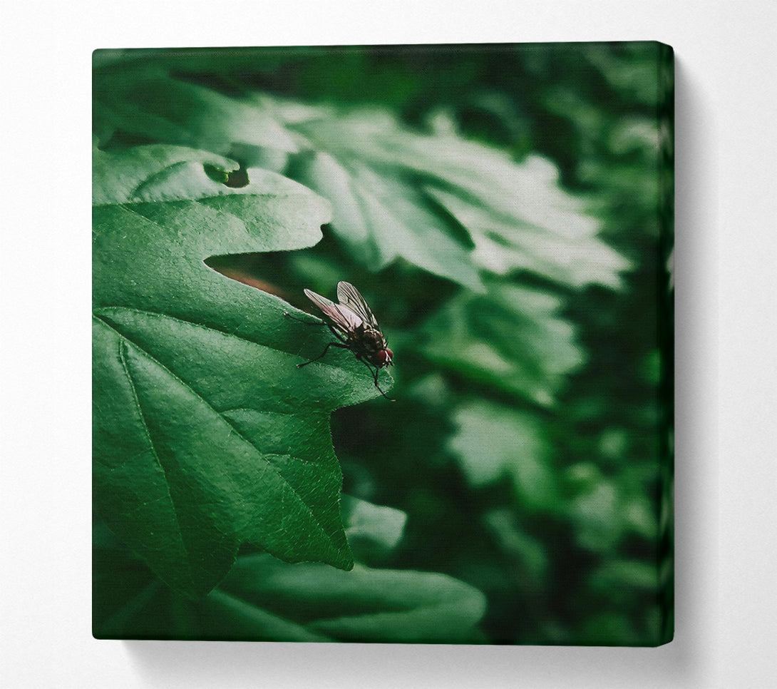  A Canvas Print of Emerald Fly Resting Canvas Art