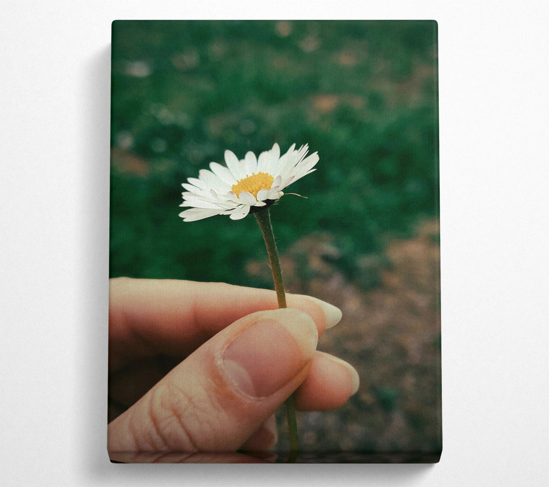  A Canvas Print of White Daisy In Green Canvas Art