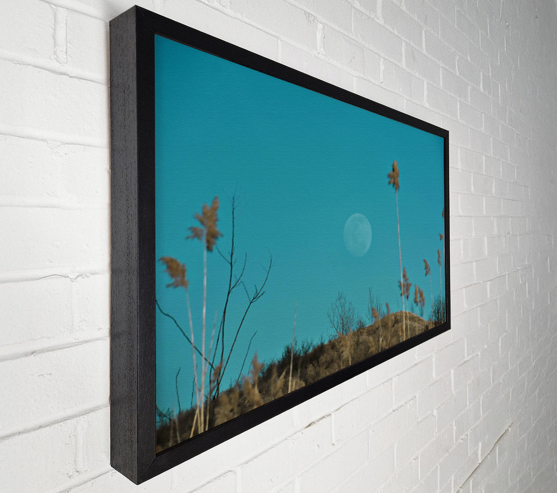  A Canvas Print of Blue Moon And Reeds Canvas Print