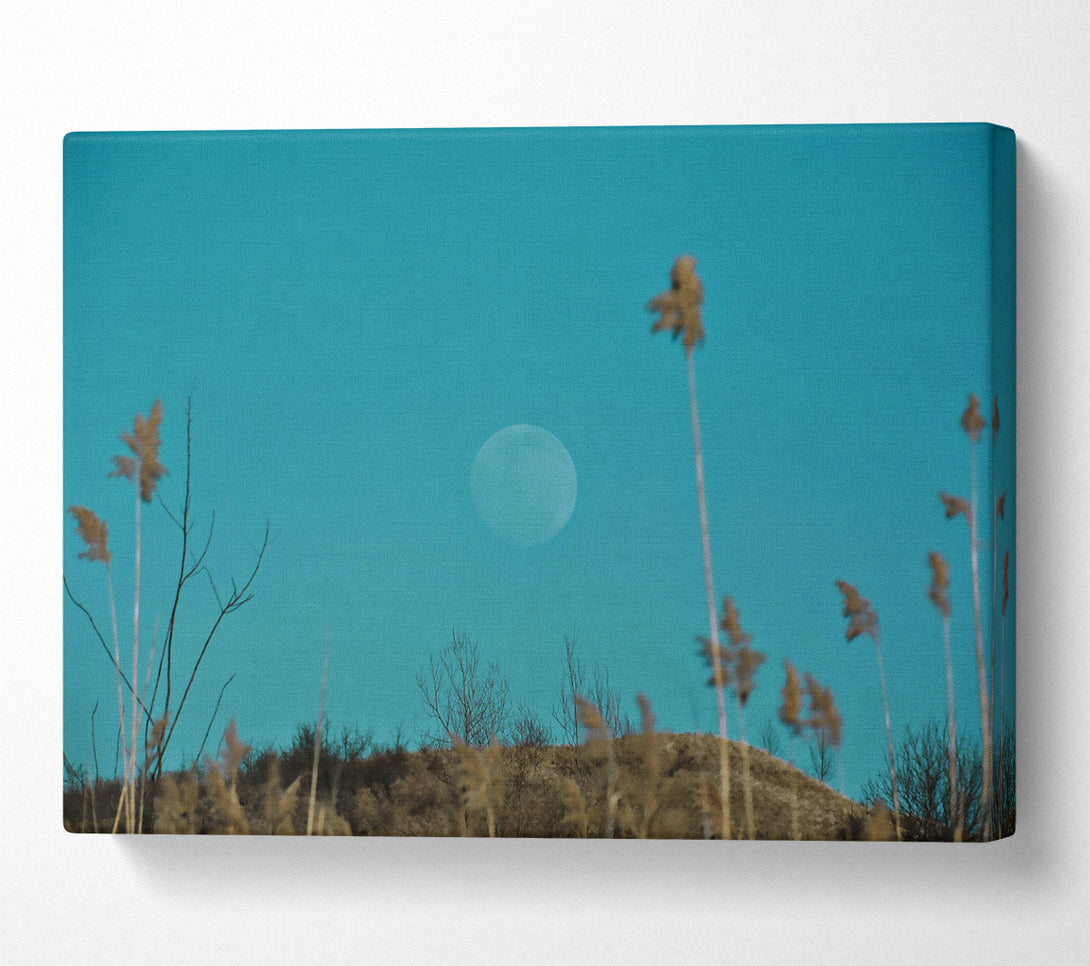  A Canvas Print of Blue Moon And Reeds Canvas Print