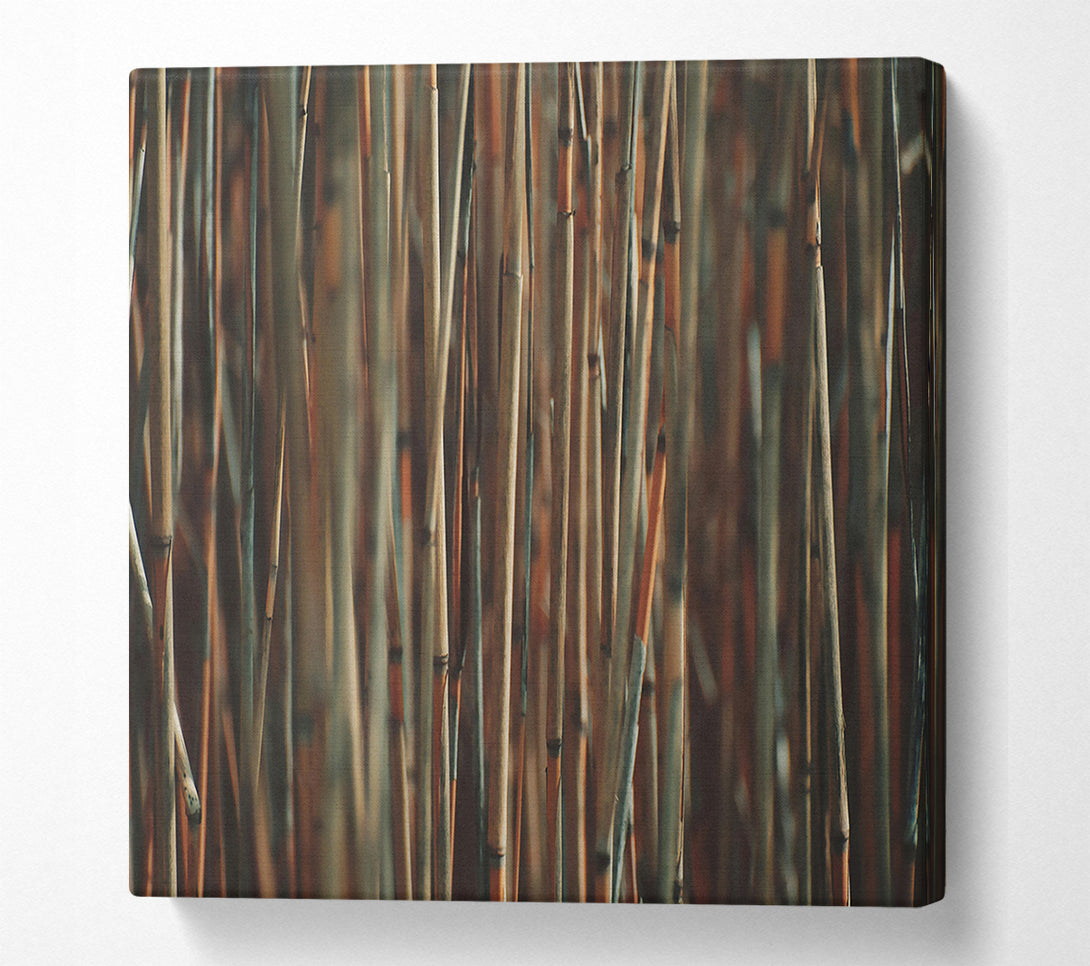  A Canvas Print of Golden Bamboo Forest Canvas Print