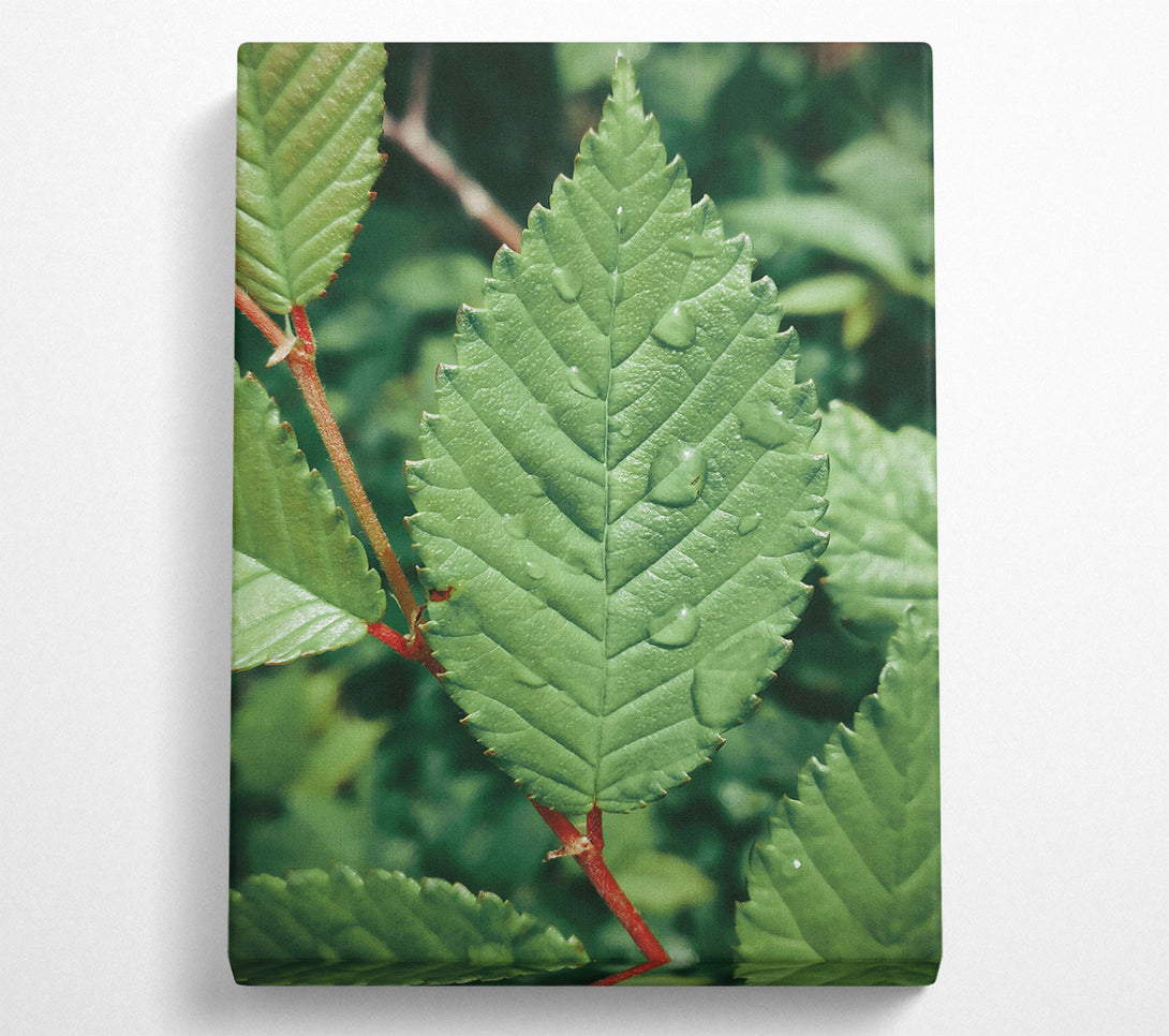  A Canvas Print of Emerald Dewdrop Leaf Canvas Art