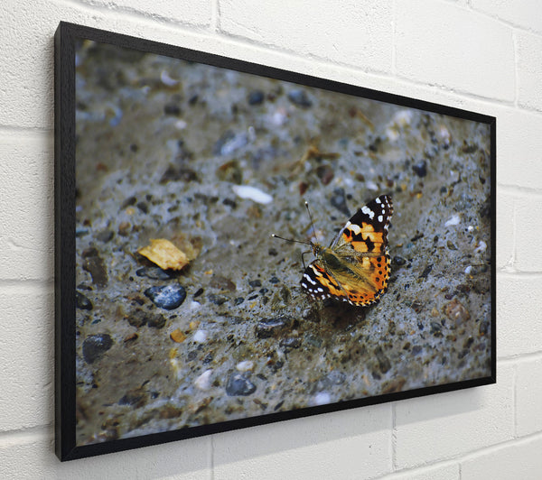 Orange Butterfly On Stone