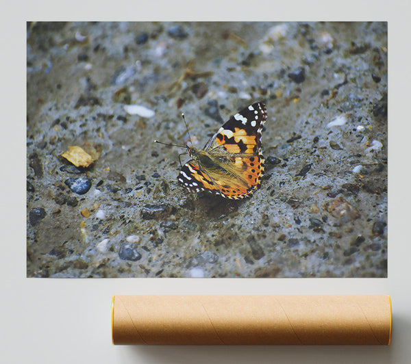Orange Butterfly On Stone Giclee Print