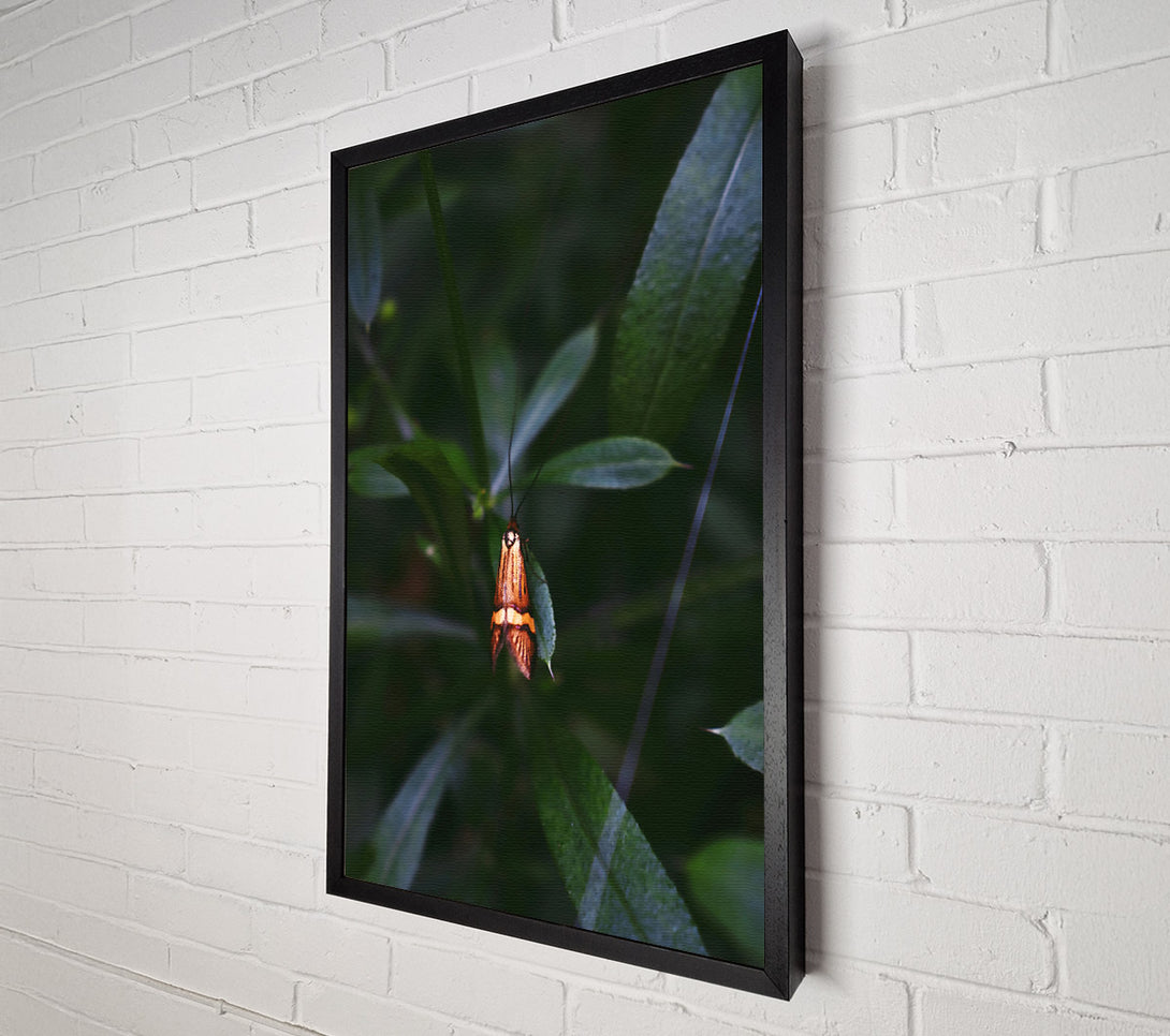  A Canvas Print of Orange Moth In Green Canvas Wall Art