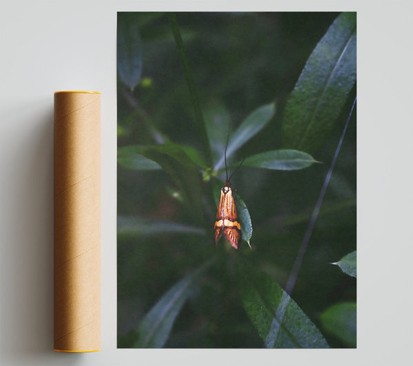 Orange Moth In Green Print