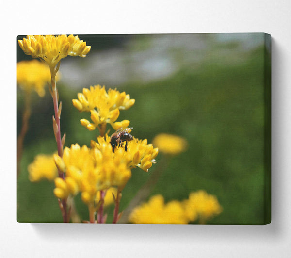  A Canvas Print of Golden Bee Bloom Canvas Art