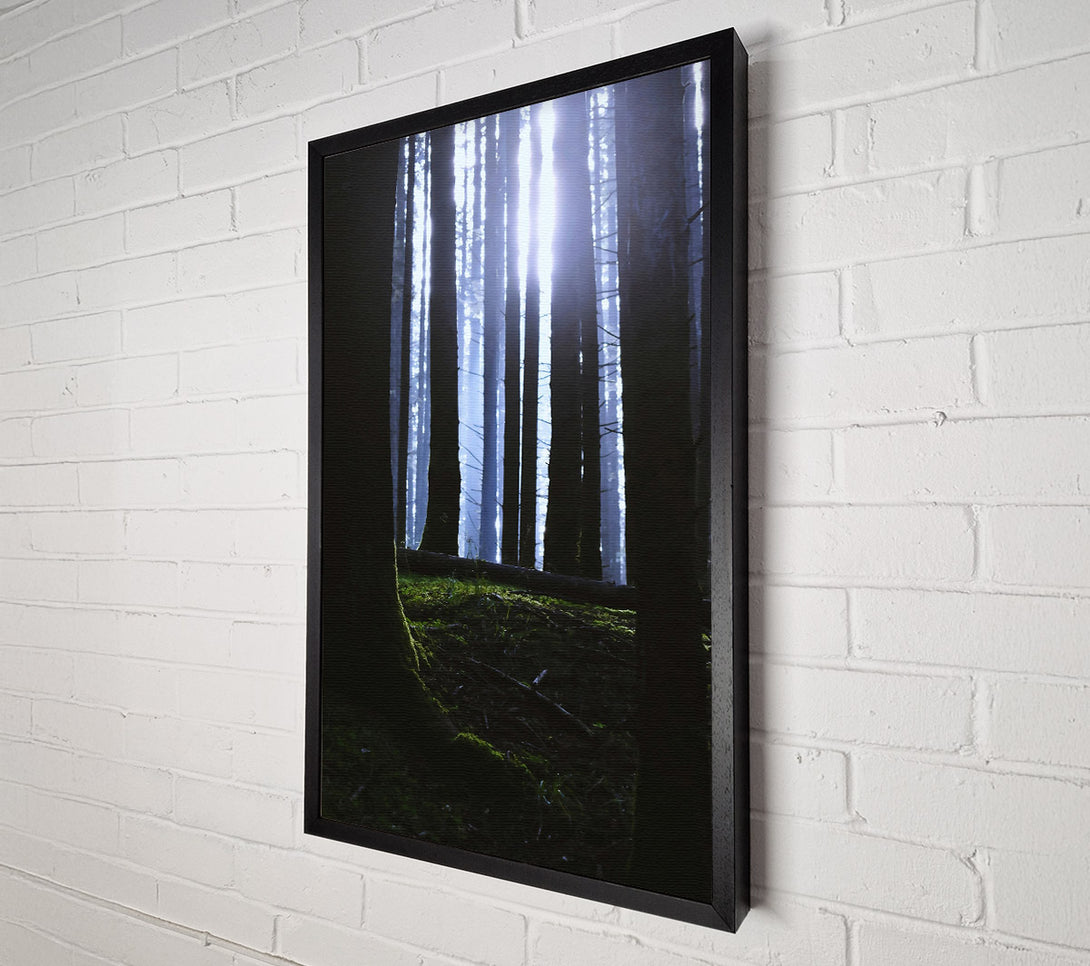  A Canvas Print of Blue Light Through Trees. Canvas Print