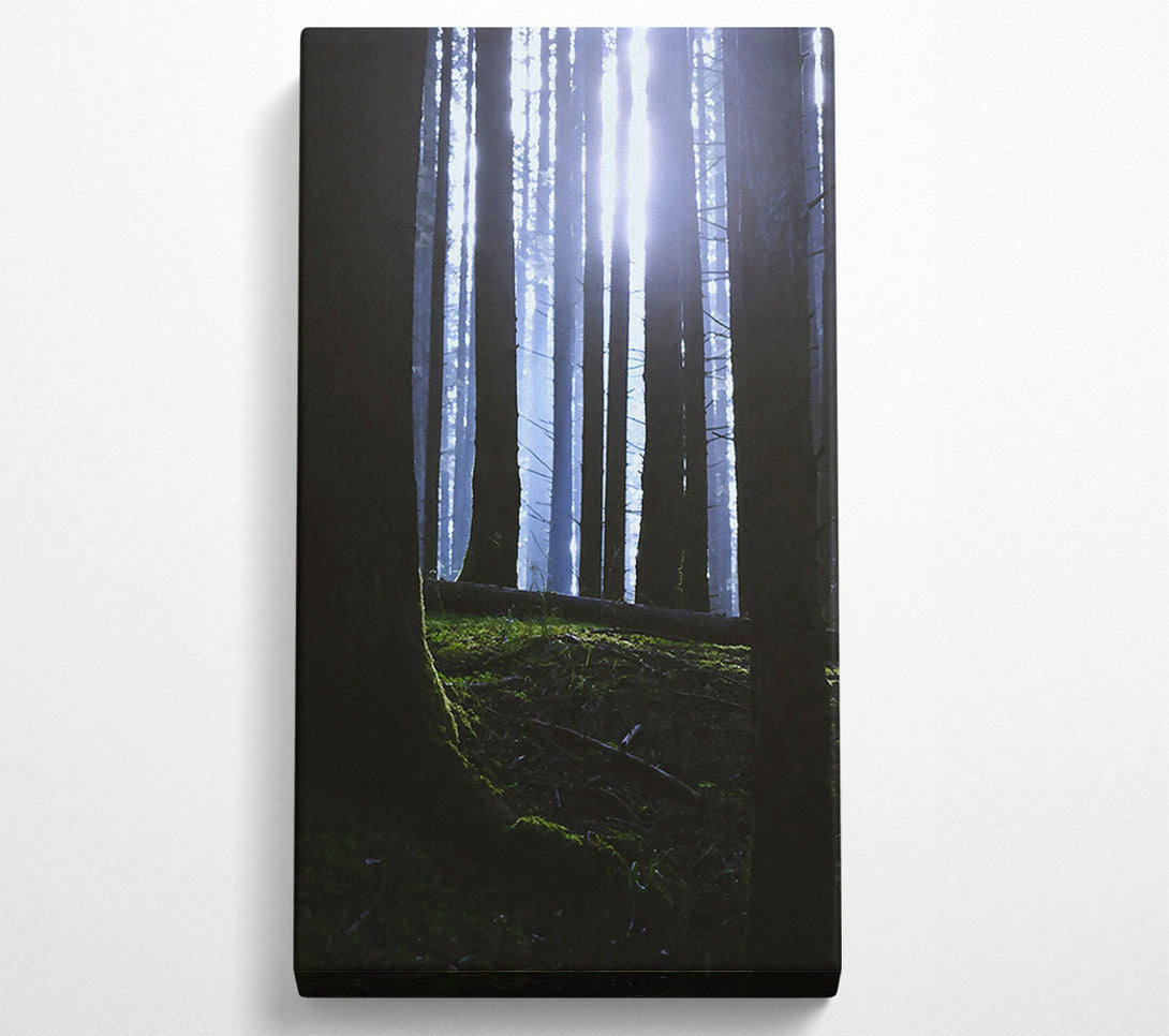  A Canvas Print of Blue Light Through Trees. Canvas Print