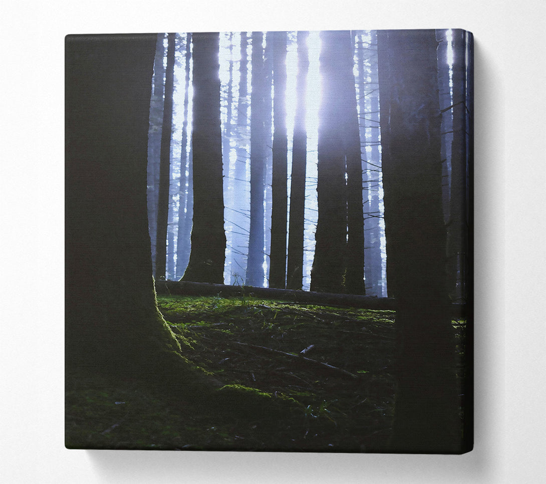  A Canvas Print of Blue Light Through Trees. Canvas Print