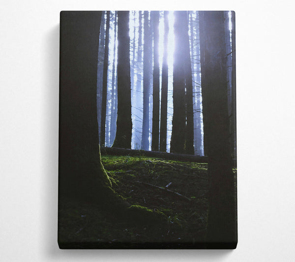 Blue Light Through Trees. Canvas Print