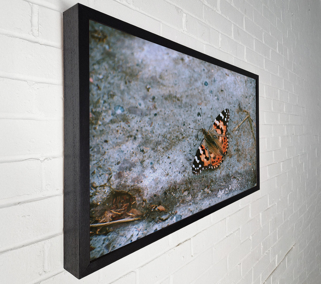  A Canvas Print of Orange Winged Solace Canvas Print