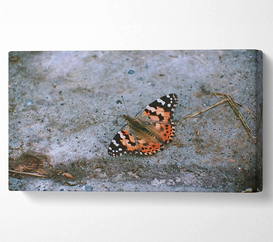  A Canvas Print of Orange Winged Solace Canvas Print