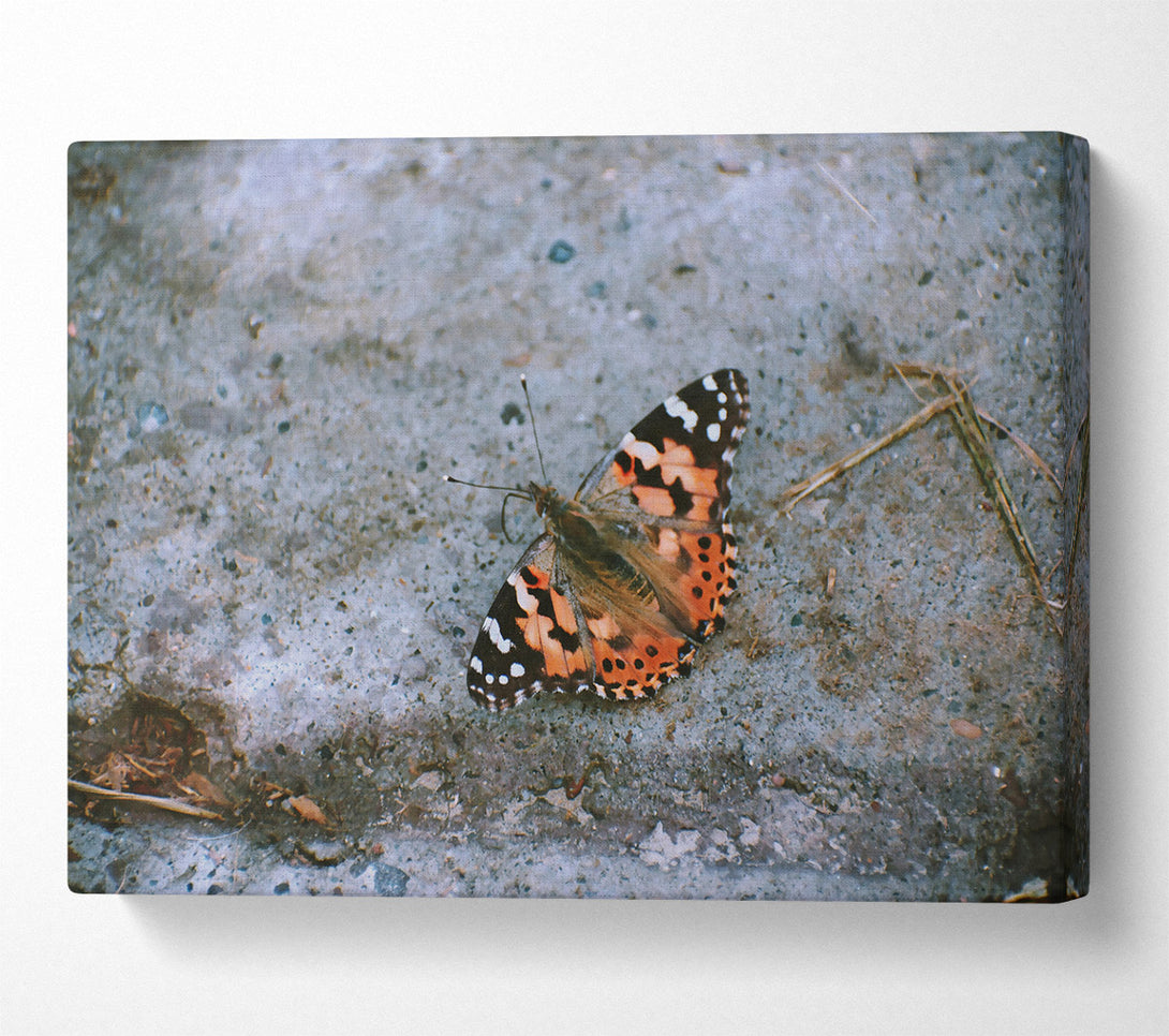  A Canvas Print of Orange Winged Solace Canvas Print