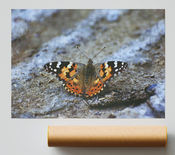 Orange Butterfly On Grey Stone Poster