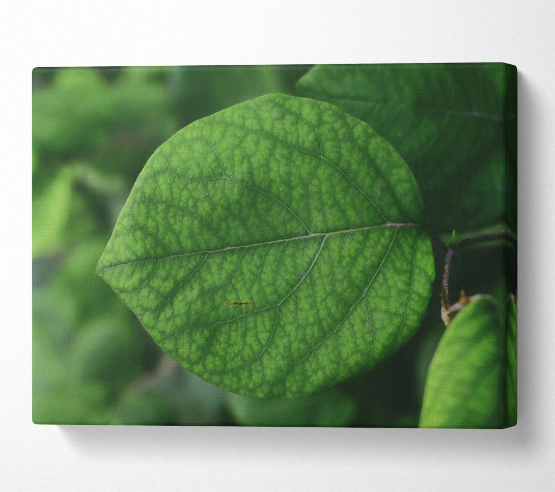  A Canvas Print of Emerald Leaf Veins Canvas Print