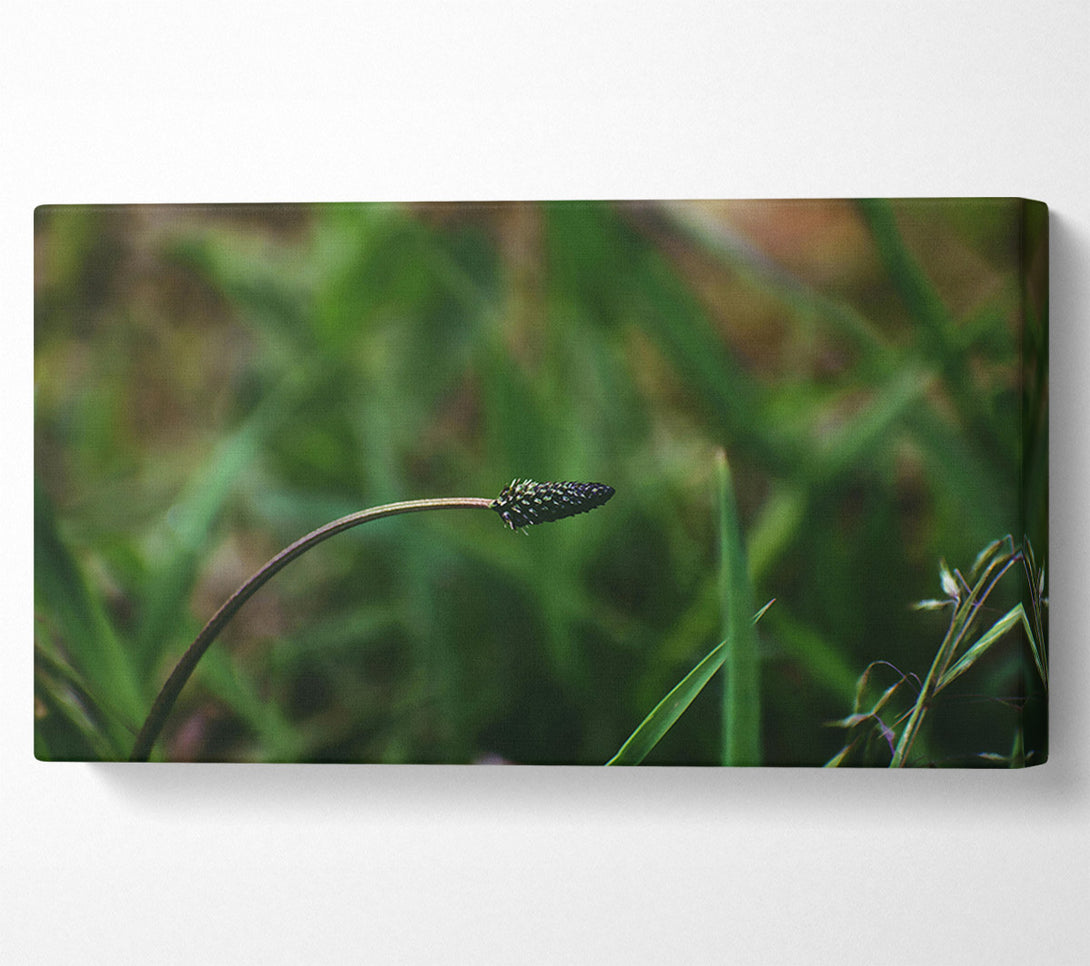  A Canvas Print of The Green Bloom Canvas Art