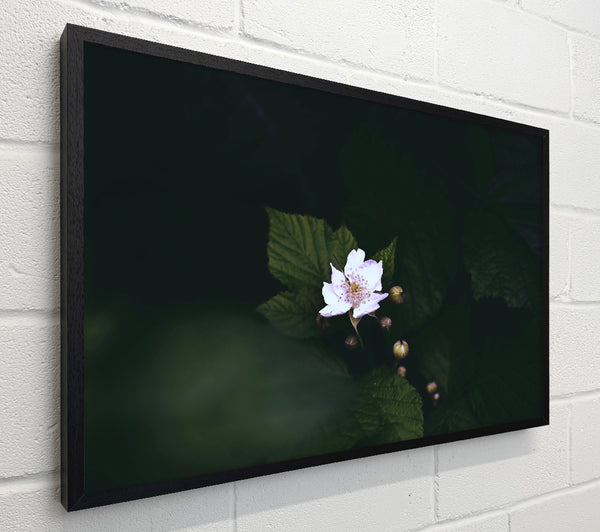 White Blossom In Darkness