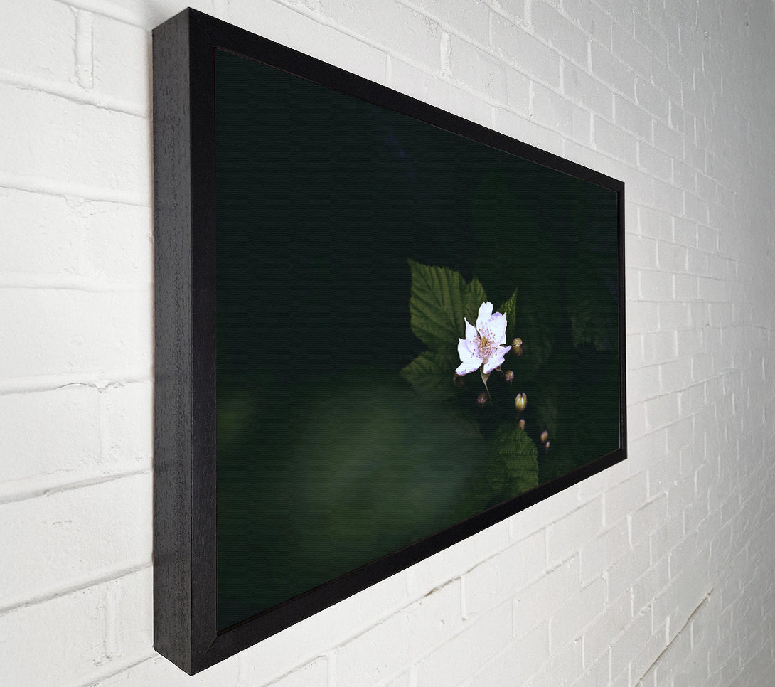  A Canvas Print of White Blossom In Darkness Canvas Art