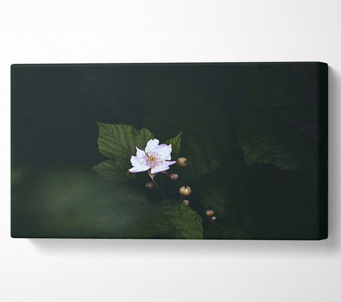  A Canvas Print of White Blossom In Darkness Canvas Art