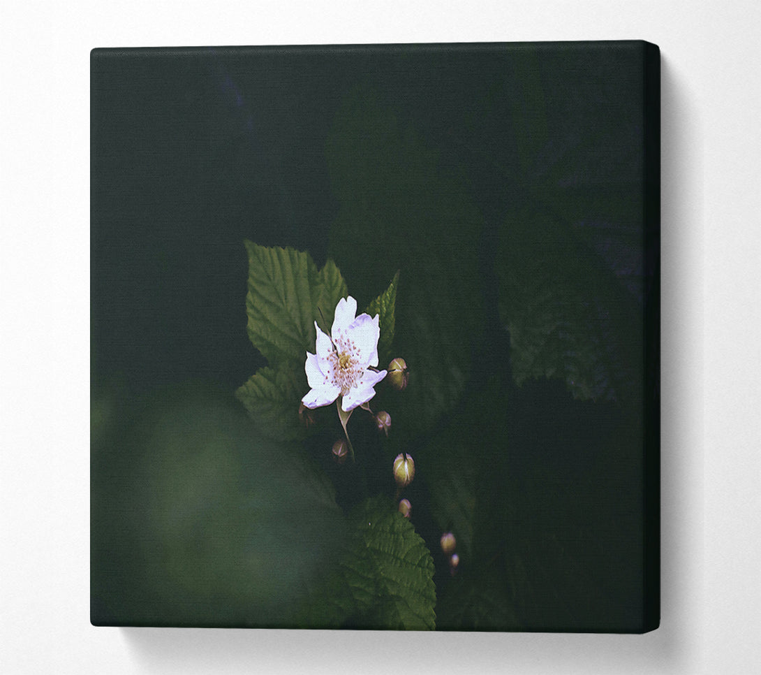  A Canvas Print of White Blossom In Darkness Canvas Art