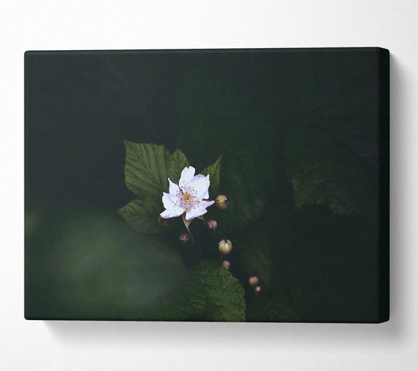  A Canvas Print of White Blossom In Darkness Canvas Art
