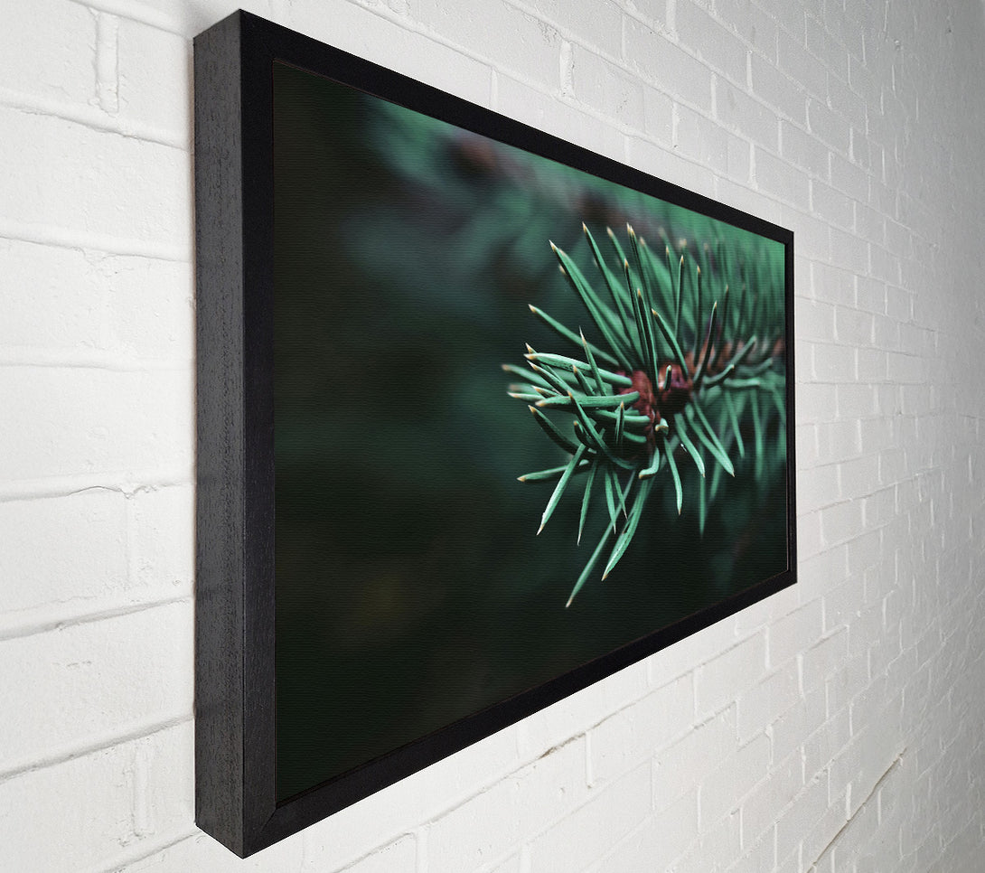  A Canvas Print of Emerald Evergreen Sprig Canvas Print