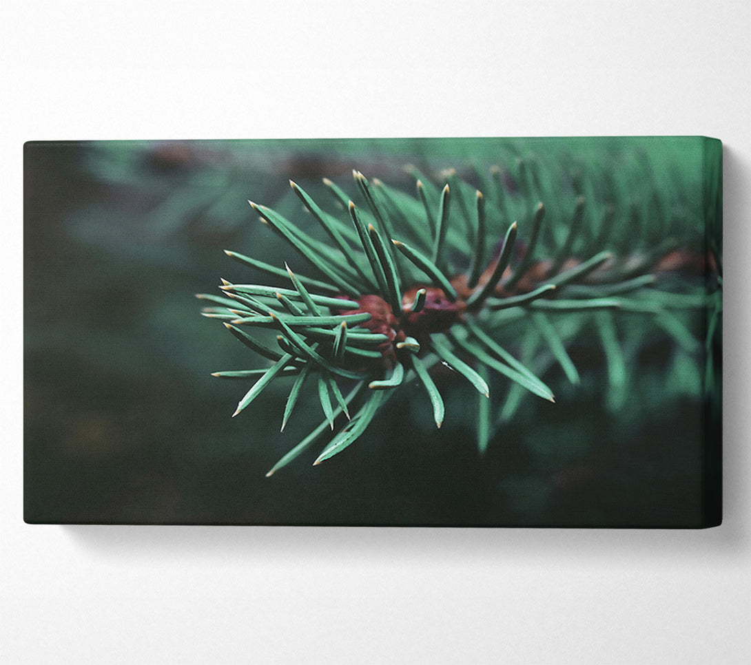  A Canvas Print of Emerald Evergreen Sprig Canvas Print