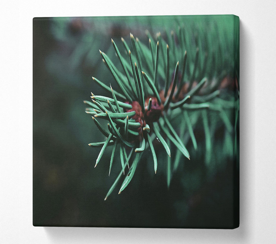  A Canvas Print of Emerald Evergreen Sprig Canvas Print