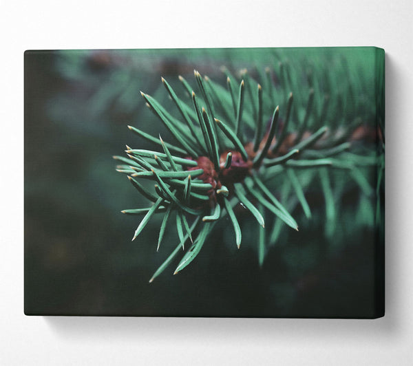  A Canvas Print of Emerald Evergreen Sprig Canvas Print