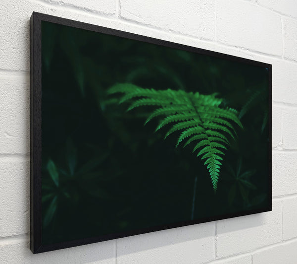 Emerald Green Fern