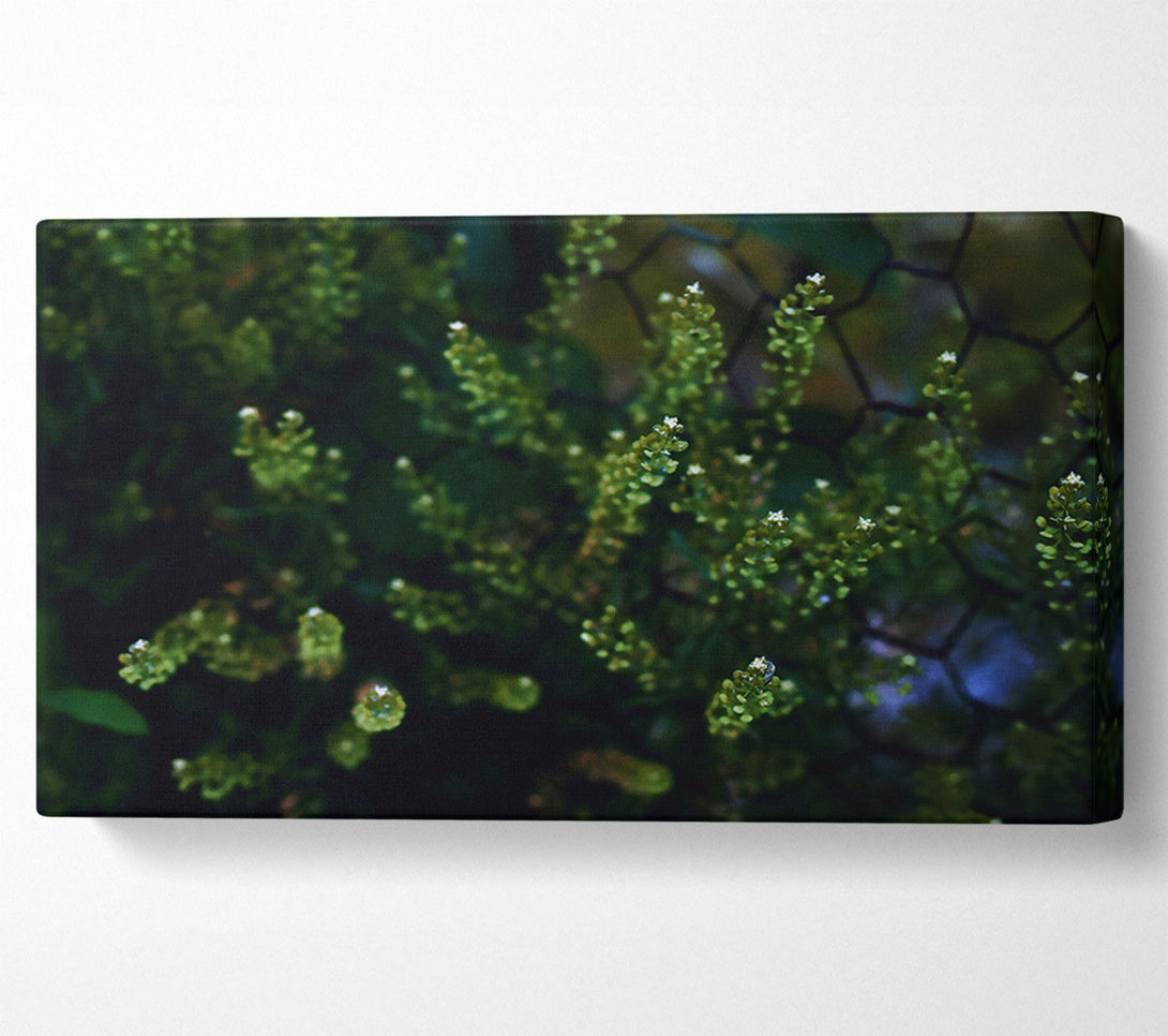  A Canvas Print of Emerald Green Blossoms Canvas Print