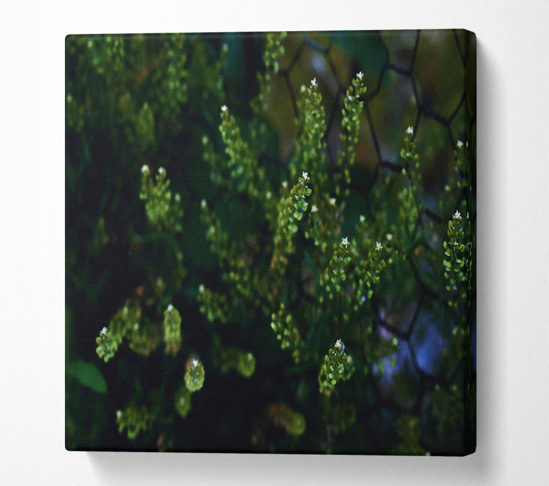  A Canvas Print of Emerald Green Blossoms Canvas Print