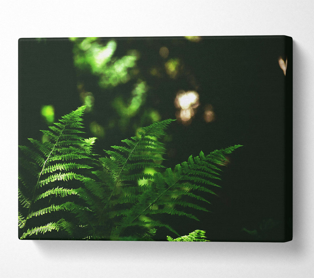  A Canvas Print of Emerald Fern Fronds Canvas Art