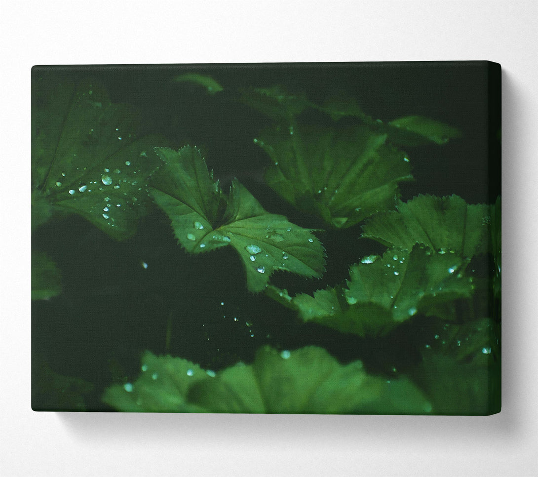  A Canvas Print of Emerald Dew Drops Canvas Wall Art